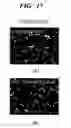 Fig. 18 - High strength and high toughness metal and method of producing the same