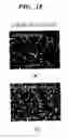 Fig. 19 - High strength and high toughness metal and method of producing the same