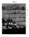 Fig. 02 - Gallium nitride-based compound semiconductor multilayer structure and production method thereof