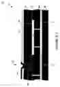Fig. 186 - Wafer encapsulated microelectromechanical structure and method of manufacturing same
