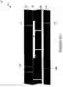 Fig. 185 - Wafer encapsulated microelectromechanical structure and method of manufacturing same