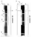Fig. 41 - Wafer encapsulated microelectromechanical structure and method of manufacturing same
