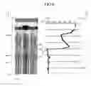 Fig. 10 - Plasma display panel having buffer areas along the periphery of display area