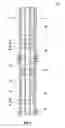 Fig. 02 - Well tool having magnetically coupled position sensor