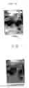 Fig. 10 - Screen image presentation apparatus and method for mobile phone