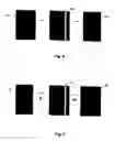 Fig. 07 - Method and device for correcting paper shrinkage during generation of a bitmap