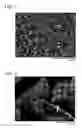Fig. 02 - Amorphous carbon particles and composite material used thereof
