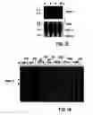 Fig. 19 - Composition and method for modulating vasculogenesis for angiogenesis