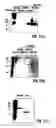 Fig. 22 - Composition and method for modulating vasculogenesis for angiogenesis