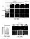 Fig. 47 - Composition and method for modulating vasculogenesis for angiogenesis