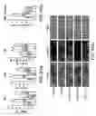 Fig. 48 - Composition and method for modulating vasculogenesis for angiogenesis