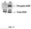 Fig. 04 - Multivalent constructs for therapeutic and diagnostic applications