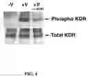 Fig. 05 - Multivalent constructs for therapeutic and diagnostic applications