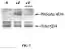 Fig. 06 - Multivalent constructs for therapeutic and diagnostic applications