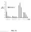 Fig. 13 - Multivalent constructs for therapeutic and diagnostic applications