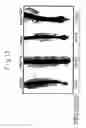 Fig. 13 - Hair tonics and method of screening the same