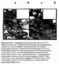 Fig. 02 - Chronic articular inflammation-modulating composition based on collagen-polyvinylpyrrolidone