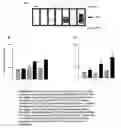 Fig. 03 - Chronic articular inflammation-modulating composition based on collagen-polyvinylpyrrolidone