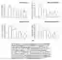 Fig. 07 - Chronic articular inflammation-modulating composition based on collagen-polyvinylpyrrolidone