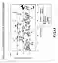 Fig. 06 - Protease resistant interferon beta mutants