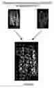 Fig. 32 - Protease resistant interferon beta mutants