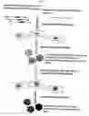 Fig. 03 - Random peptide library displayed on aav vectors
