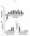 Fig. 05 - Random peptide library displayed on aav vectors