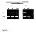 Fig. 03 - Stem cells having increased sensitivity to a chemoattractant and methods of generating and using same