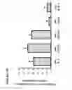 Fig. 03 - Treatment of tumor with dnazyme directed to peroxiredoxin