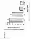 Fig. 13 - Treatment of tumor with dnazyme directed to peroxiredoxin