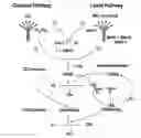 Fig. 01 - Methods for treating conditions associated with MASP-2 dependent complement activation