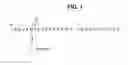 Fig. 02 - Immunizing compostion and method for inducing an immune response against the beta-secretase cleavage site of amyloid precursor protein