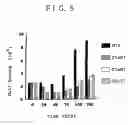 Fig. 11 - Expression of cyclin G1 in tumors