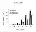 Fig. 15 - Expression of cyclin G1 in tumors
