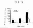 Fig. 17 - Expression of cyclin G1 in tumors