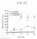 Fig. 24 - Expression of cyclin G1 in tumors