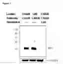 Fig. 02 - Alpha-enolase specific antibody and method of use