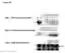 Fig. 03 - Alpha-enolase specific antibody and method of use