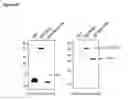 Fig. 05 - Alpha-enolase specific antibody and method of use