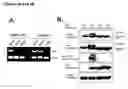 Fig. 06 - Alpha-enolase specific antibody and method of use