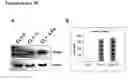 Fig. 11 - Alpha-enolase specific antibody and method of use