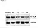 Fig. 12 - Alpha-enolase specific antibody and method of use
