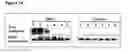 Fig. 22 - Alpha-enolase specific antibody and method of use
