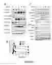 Fig. 02 - Vaccine composition comprising an immunoadjuvant compound consisting of a Rho GTPase family activator