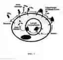 Fig. 02 - Anthrax antitoxins