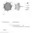 Fig. 02 - Immunotargeting of Nonionic Surfactant Vesicles