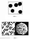 Fig. 04 - Nanoclusters for delivery of therapeutics