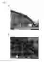 Fig. 04 - Tissue equivalent for transplantation and method for producing same