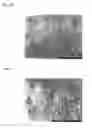 Fig. 08 - Tissue equivalent for transplantation and method for producing same