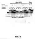 Fig. 07 - Enzymatic nucleic acid synthesis: compositions including pyrophosphorolysis inhibitors